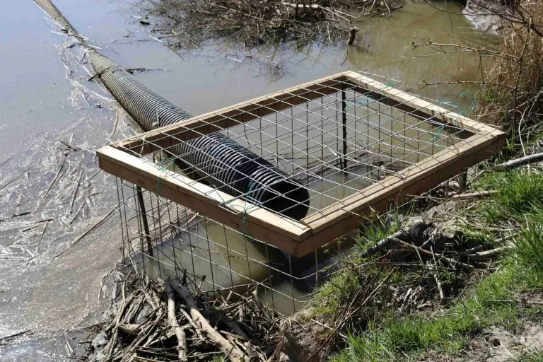 a Humane Solutions Inc beaver combo device protecting a culvert from damming and subsequent flooding