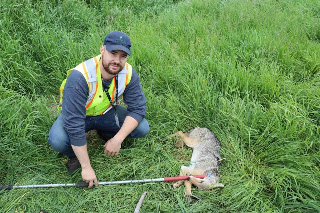 humane solutions releasing a humanely live-caught coyote during a predator management project for a local major airport