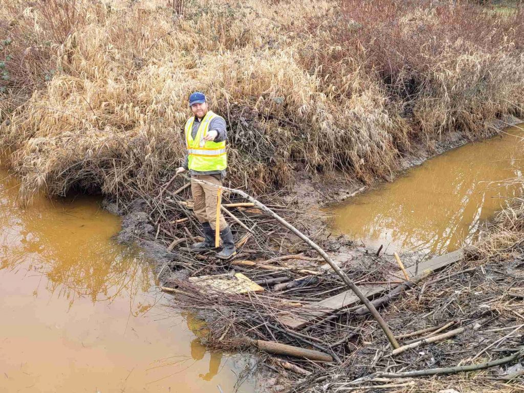 Humane Solutions Inc. employee standing on a beaver dam, providing wildlife management insights.