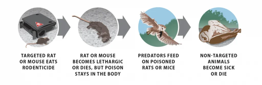Rodenticide Poisoning in Wildlife