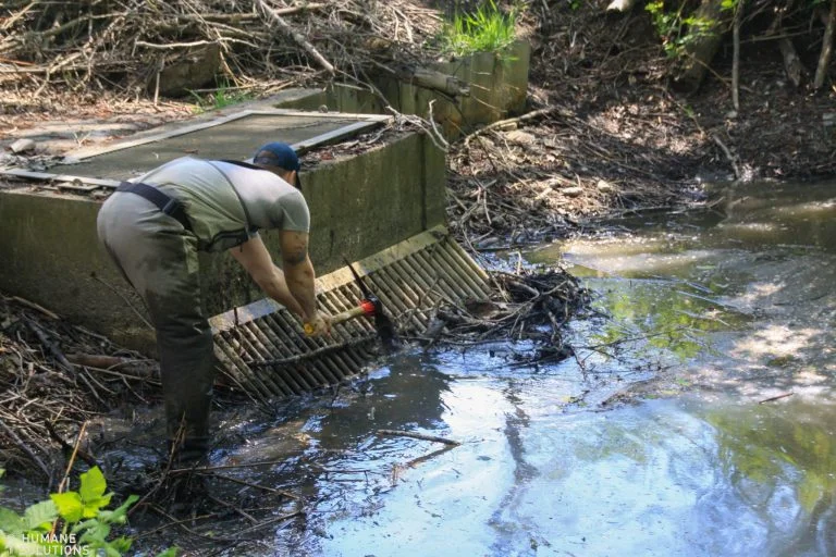 a humane solutions technician pulling a beaver dam built on a critical drainage trash guard