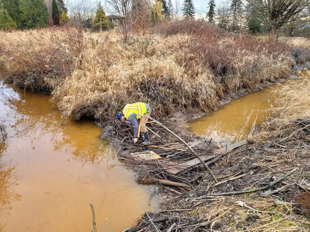 humane solutions inspecting a beaver dam full of urban debris