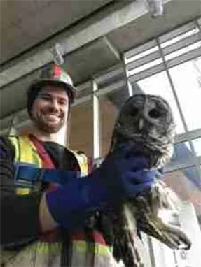 humane solutions technician holding a barred owl rescued from a job site