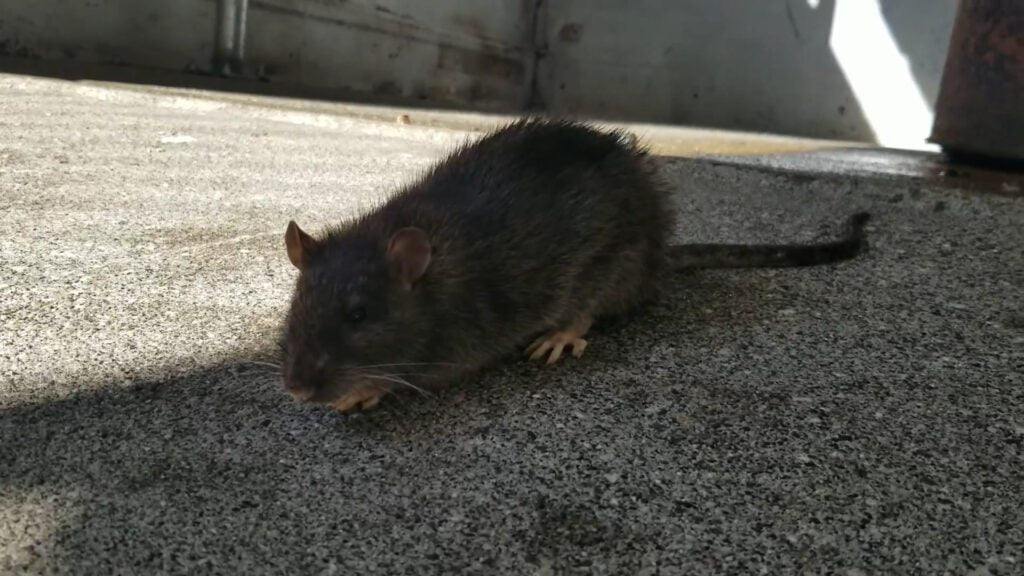 a picture of a poisoned rat that ate rodenticide