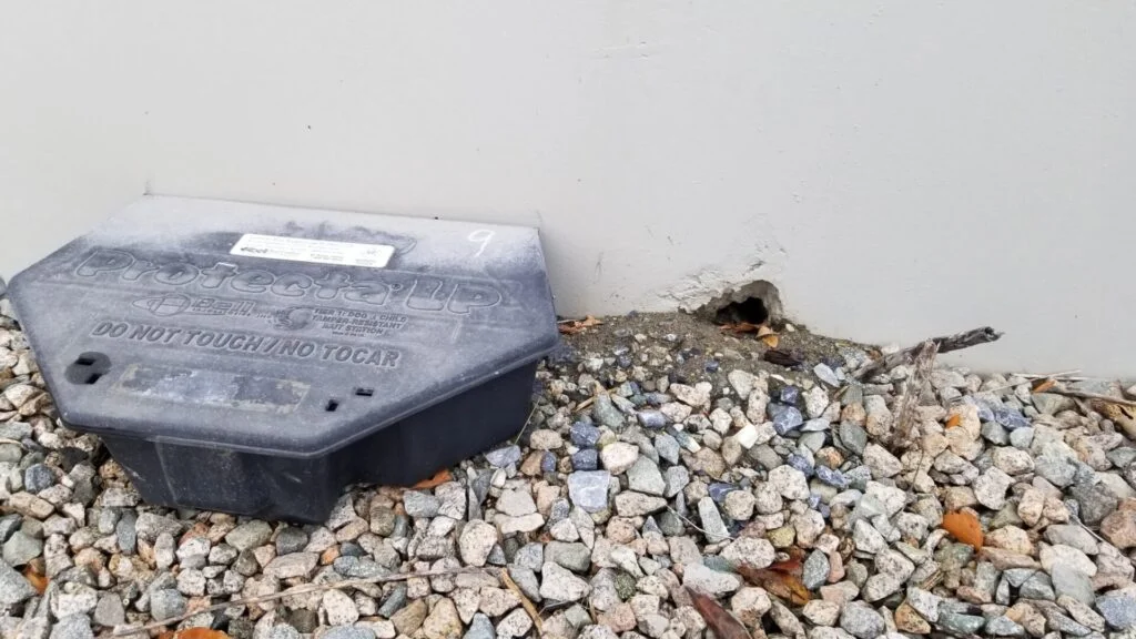 a rodenticide station set directly beside an active rodent entry point