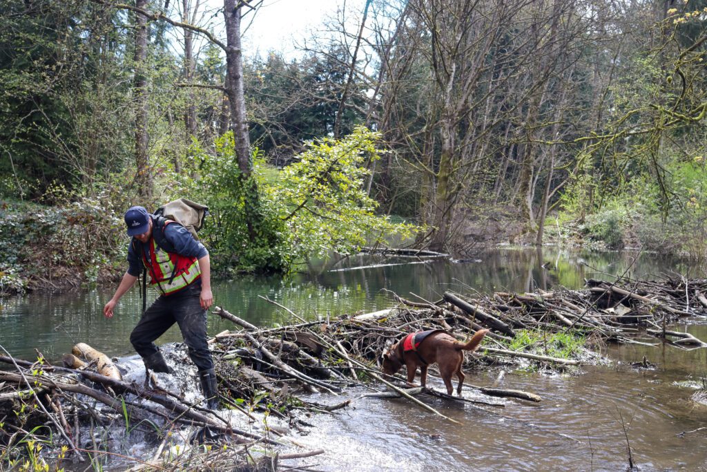Wildlife technician and trained dog inspecting a beaver dam in a forested wetland area.