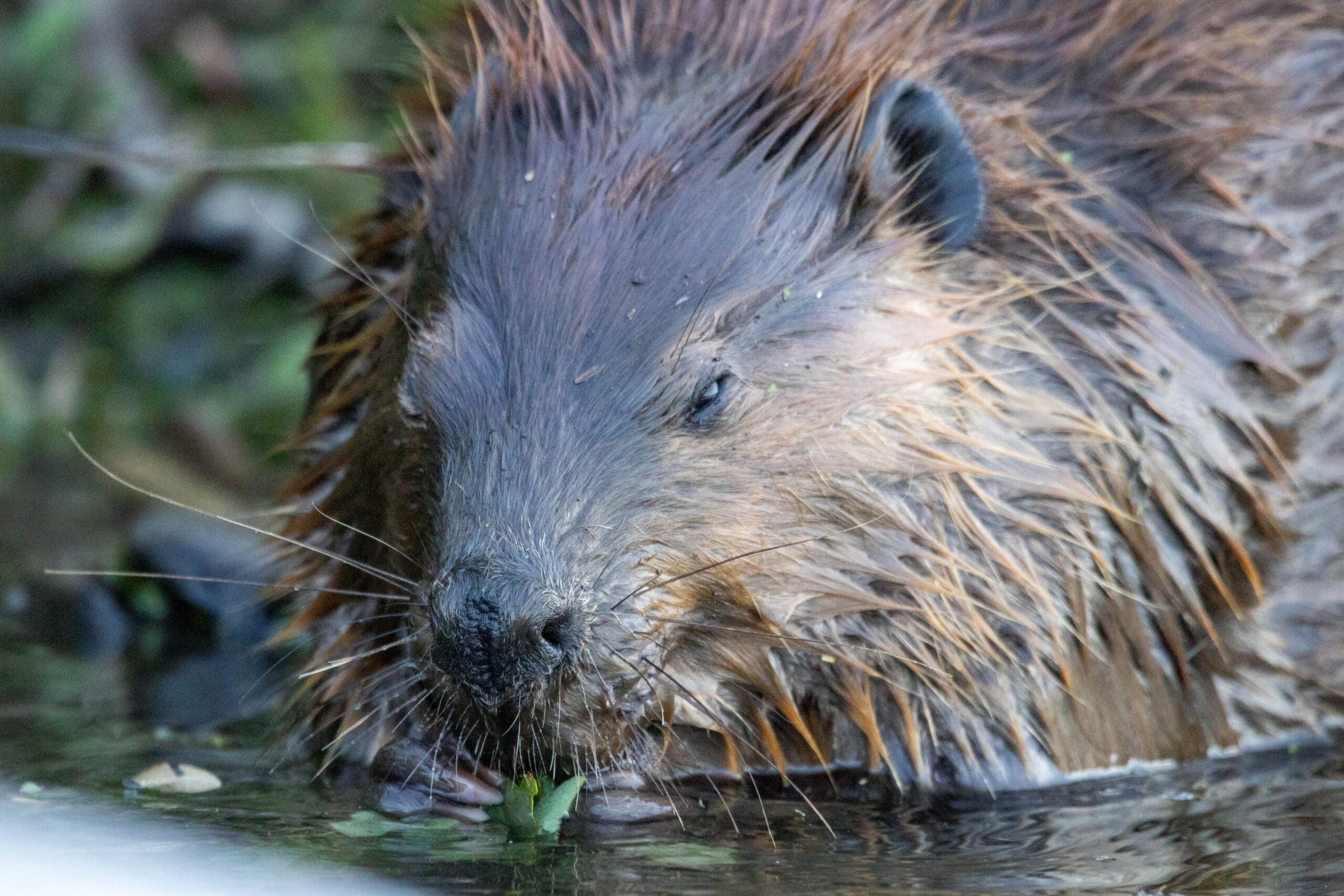 close up of a beaver eating a stick during a humane solutions beaver project