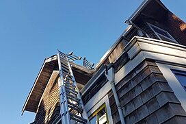 Ladder set up against a house for pest proofing work, demonstrating proactive measures to prevent pest entry.