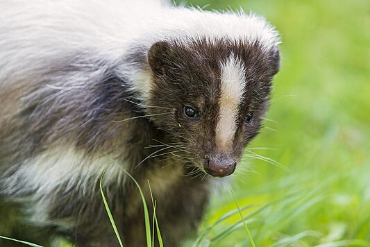 Close-up of a skunk on grass