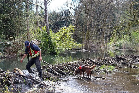 Technician and dog inspecting a beaver dam during beaver control work