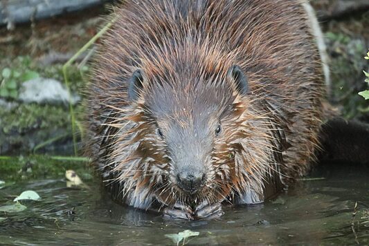 Beaver near a riverbank taken during beaver control work