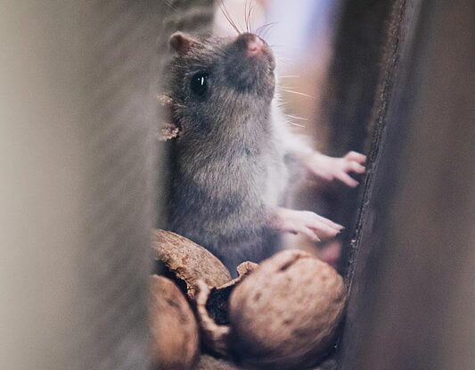 Close-up of a mouse in a confined space with nuts - mouse control