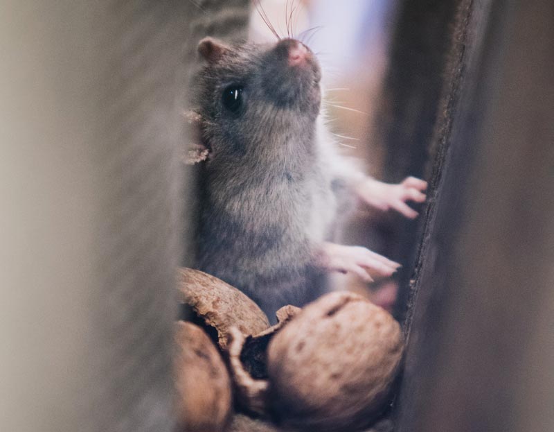 Close-up of a mouse in a confined space with nuts