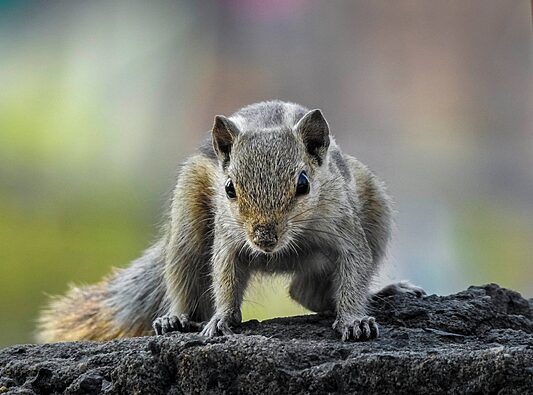 Close-up of a squirrel on a rock, highlighting the importance of professional squirrel control services