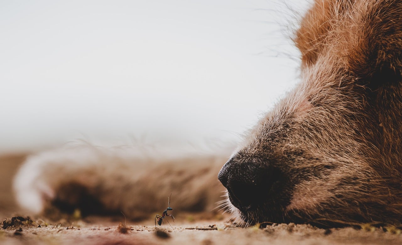 Dog face close to an ant on the ground