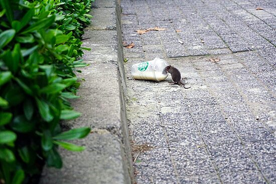 Rat scavenging in a discarded cup, emphasizing the need for professional rat control services