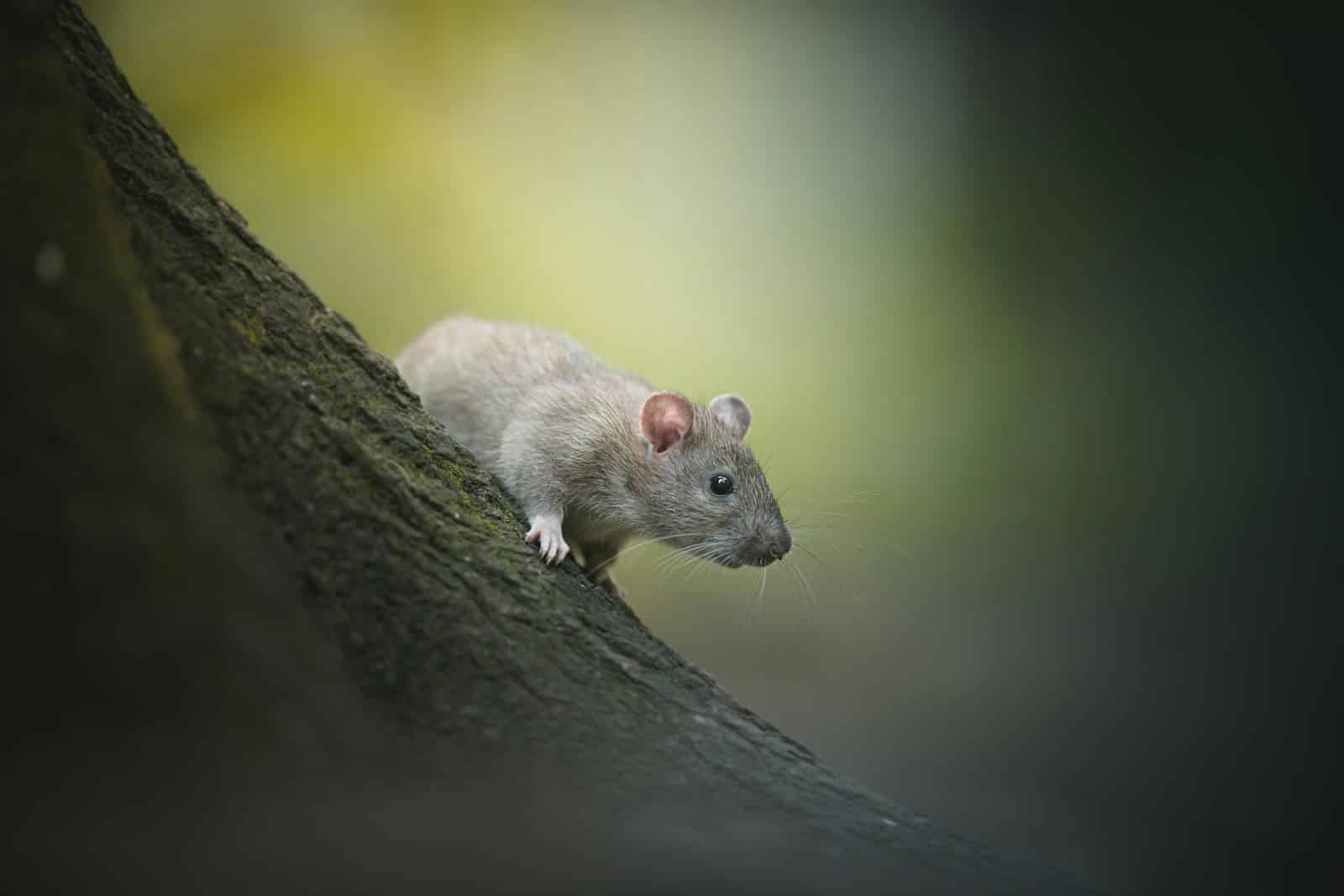 Close-up of a rat on a tree, highlighting the need for professional rat control services