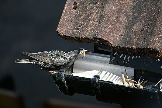 Starling building a nest in a gutter