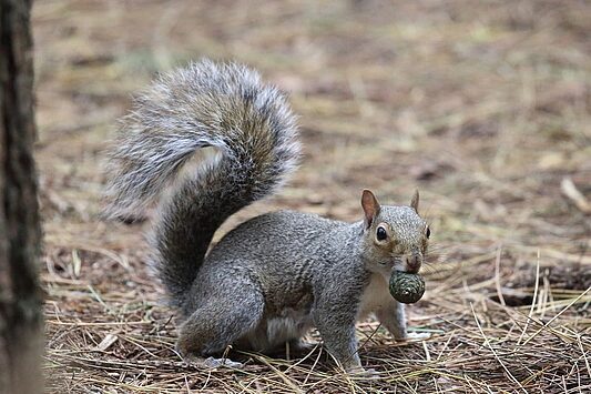 Gray squirrel holding a pine cone in a forested area, emphasizing the need for professional squirrel control services