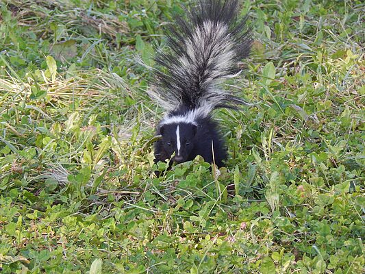 Skunk in a grassy area