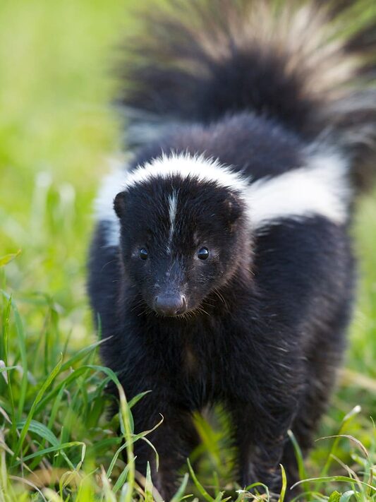 Skunk standing on grass