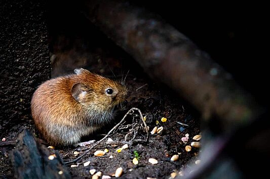 Close-up of a brown mouse in a dark, natural environment - mouse control