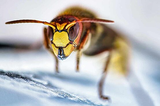 Close-up of a European hornet on a light-colored surface