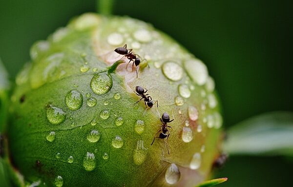 Ants on a dewy plant