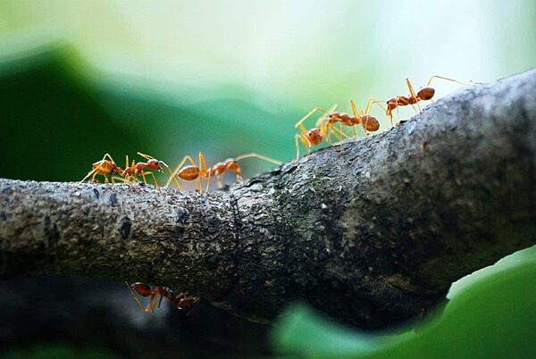 Red ants on a tree branch