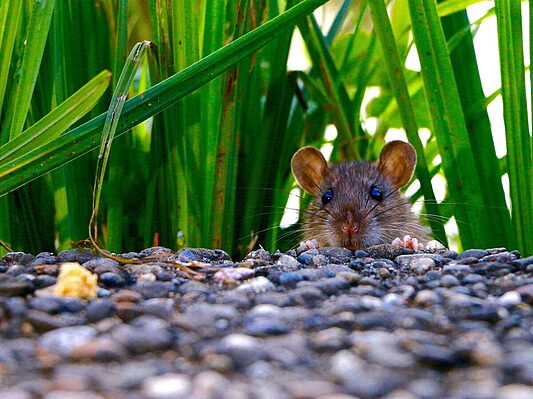 Close-up of a mouse peeking through green plants - mouse control