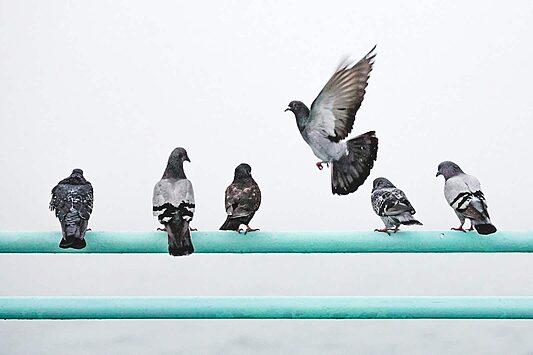 Pigeons perched on metal bars