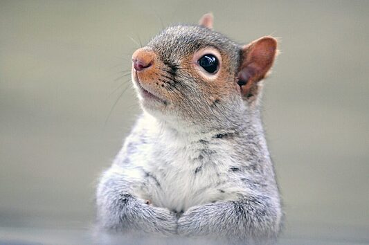 Close-up of a gray squirrel, emphasizing the need for professional squirrel control services