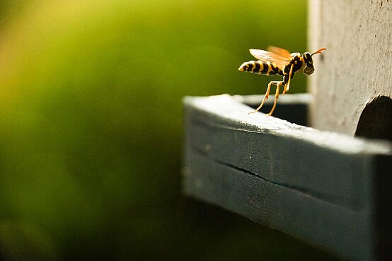 A close-up of a wasp perched on the edge of a wooden surface