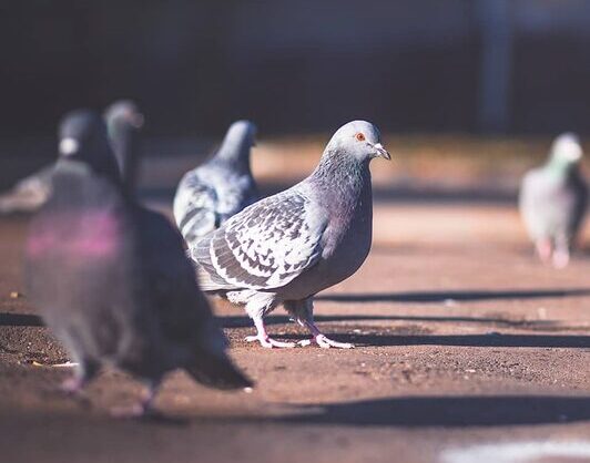 Pigeons on a city sidewalk