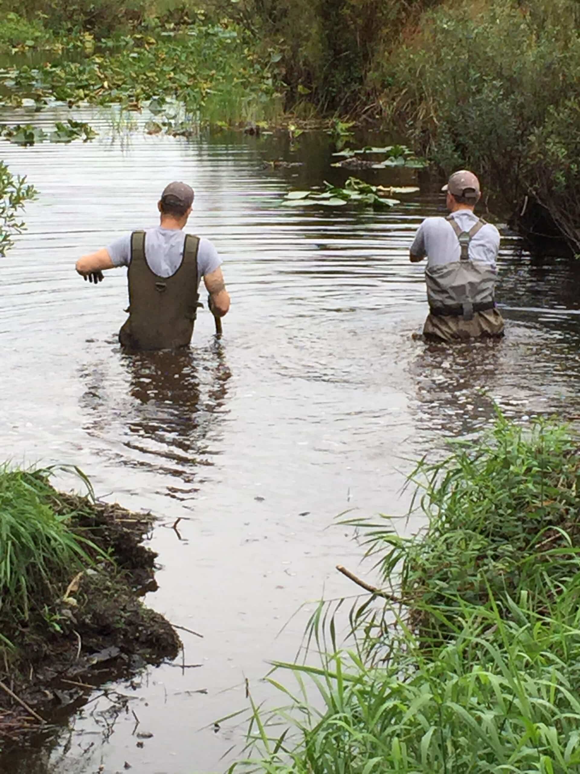 Two wildlife consultants wading through a pond during a habitat assessment for a wildlife consulting project.