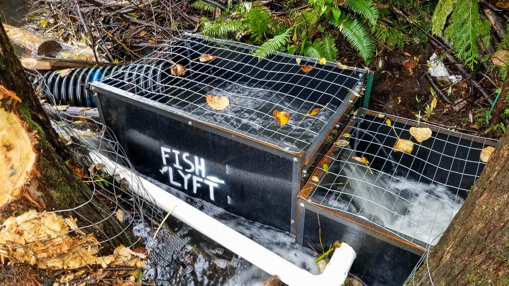 salmon fish ladder through beaver dam