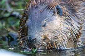 up close photo of a beaver eating a stick